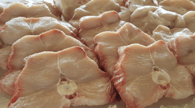 Cação é tubarão? Devo me preocupar?